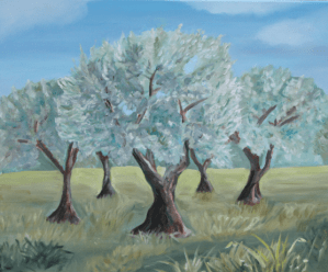 Champ d'oliviers Huile